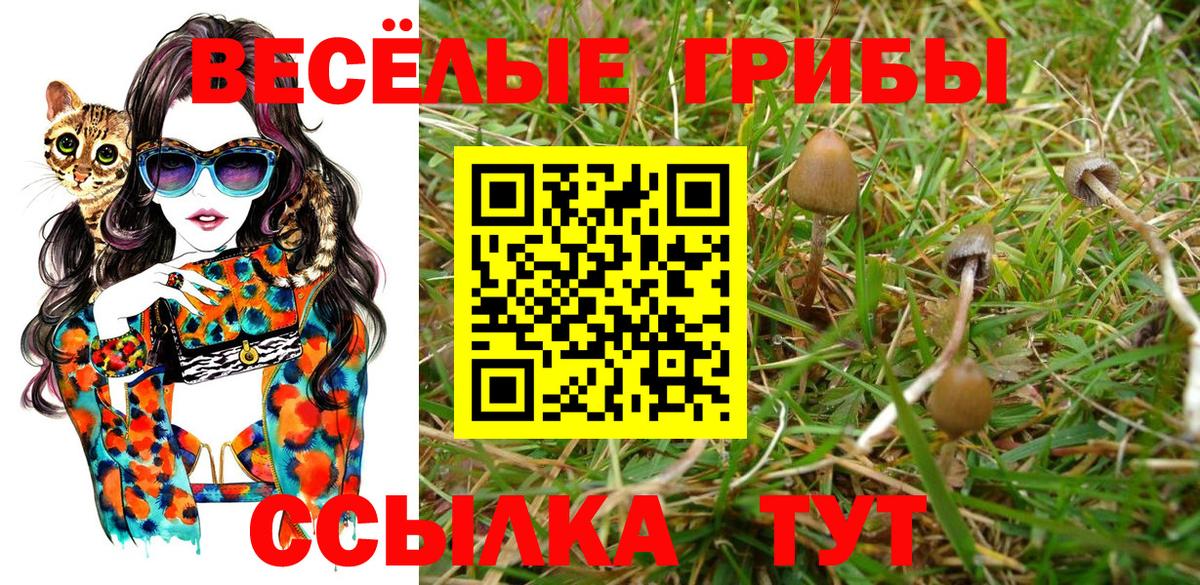 Кисловодск  Псилоцибиновые грибы Psilocybine cubensis  Вход с VPN 